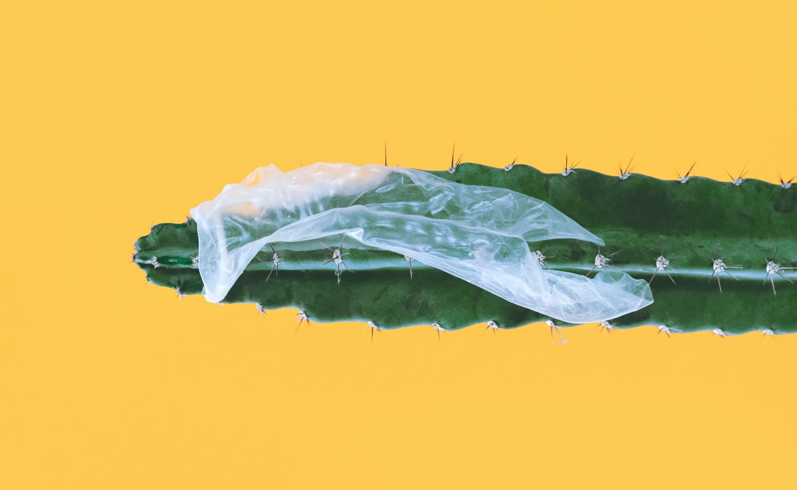 Puknuti kondom zalijepljen preko kaktusa
